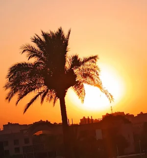 آدم إسلام أبو زهرة